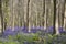 Magical forest. The blossoms of wild hyacinths. Hallerbos, Belgium.