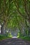 Magical forest of Dark Hedges