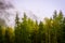 Magical forest in morning light with fog