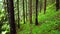 Magical forest in the morning time. Walking through Coniferous forest with Powerful trees, Untouched pure nature, the
