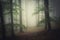Magical forest with mysterious fog