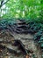 Magical forest steps of roots