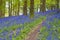 Magical forest and wild bluebell flowers