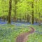 Magical forest and wild bluebell flowers