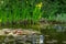 Magical garden pond with blooming water lilies and irises. Plants on shore are reflected in water. Skimmer floats on surface of po