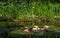 Magical garden pond with blooming water lilies and lotuses. Flowers and pond plants are reflected in water surface of pond