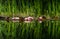 Magical garden pond with blooming water lilies and lotuses. Flowers and pond plants are reflected in water surface of pond.