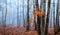 magical gate in a mysterious forest with fog