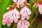 Magical Habenaria rhodocheila Hance flower with rain drops