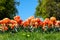 A magical landscape with blue sky over tulip field