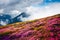 Magical landscape with charming pink rhododendron flowers