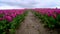 Magical landscape with fantastic beautiful tulips field in Netherlands on spring. Blooming multicolor dutch tulip fields