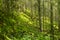 Magical landscape - pine forest in the soft clear light.