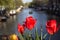 Magical landscape with a river and tulips in Amsterdam