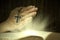 Magical light bible and prayer hands