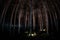 magical lights sparkling in mysterious forest at night. Nightmare pine forest