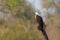 Magical lone fish eagle sit in a tree in the african sun