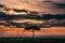 Magical Lone Trees Sunset Gazelle Antelope grazing grassland savannah in the Maasai Mara National Game Reserve park rift valley Na