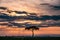 Magical Lone Trees Sunset Gazelle Antelope grazing grassland savannah in the Maasai Mara National Game Reserve park rift valley Na