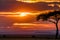 Magical Lone Trees Sunset Gazelle Antelope grazing grassland savannah in the Maasai Mara National Game Reserve park rift valley Na