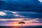 Magical Lone Trees Sunset Gazelle Antelope grazing grassland savannah in the Maasai Mara National Game Reserve park rift valley Na