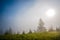 Magical mesmerizing landscape of young fir covered in fog