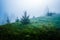 Magical mesmerizing landscape of young fir covered in thick fog