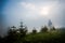 Magical mesmerizing landscape of young fir covered in thick fog