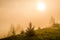 Magical mesmerizing landscape of young fir covered in thick fog