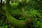 Magical moss fairy forest. Lush jungle vegetation. Green nature