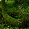 Magical moss fairy forest. Lush jungle vegetation. Green nature