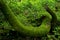 Magical moss fairy forest. Lush jungle vegetation. Green nature