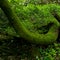 Magical moss fairy forest. Lush jungle vegetation. Green nature