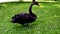 A magical and mysterious black swan