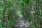 Magical natural arch and footpath. Green archway shaped by branches in the forest.