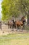 Magical natural landscape. A view of a herd of horses. At a sunny day. Blue sky. Free galloping dressage and show jumpers