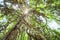 Magical old cactus tree in evergreen primeval forest