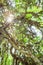 Magical old cactus tree in evergreen primeval forest