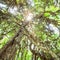 Magical old cactus tree in evergreen primeval forest