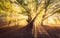 Magical old tree with sun rays at sunrise Foggy forest