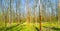 Magical panoramic view of deciduous forest in early Spring with direct light and long shadows, near Magdeburg, Germany