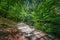 Magical path in the Faedo de Cinera beech forest in Leon province, Spain