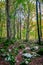 A magical path leading through an enchanted forest in autumn