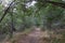 Magical path between the trees.