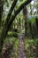 Magical path in vibrant rainforest