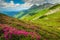 Magical pink rhododendron flowers in the mountains, Bucegi, Carpathians, Romania
