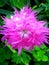 Magical Pink Waterdrop Dianthus Flower Blossoming in Spring