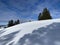 A magical play of light and shadow on a pure white snow cover in a mixed alpine forest, SchwÃ¤galp mountain pass