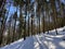 A magical play of light and shadow on a pure white snow cover in a mixed alpine forest, SchwÃ¤galp mountain pass