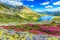 Magical rhododendron flowers and Bucura mountain lakes,Retezat mountains,Romania